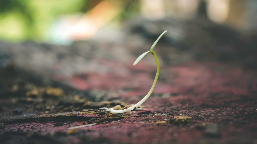 plotting like brandon sanderson growing plant