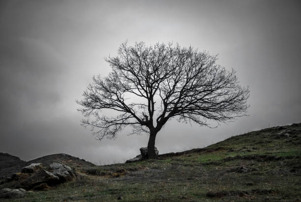 a barren tree against a grey skyline